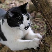 Cat scratching tree