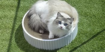 cat bed scratching cardboard post tree kitten play
