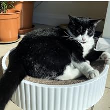 Cat scratcher cardboard