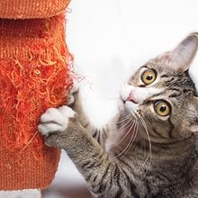 cat scratcher post scratching cardboard lounger bed 