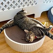 cat kitten sleeping cat scratcher post cardboard 
