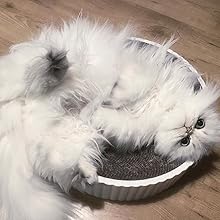 cat kitten sleeping cat scratcher post cardboard 