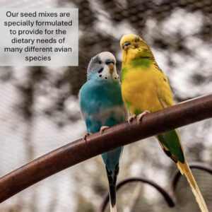 Millet Sprays x 10 Premium Cage Bird Food Seed