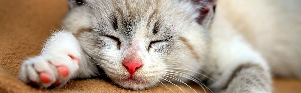 cat kitten sleeping cat scratcher post cardboard 