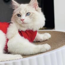 cat scratcher 