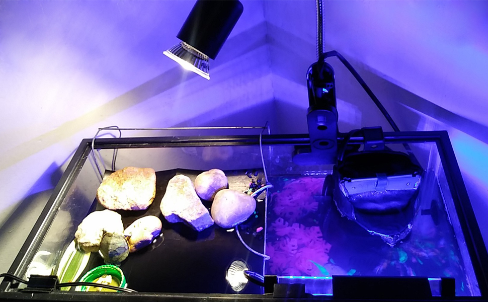 Reptile Heat Lamp
