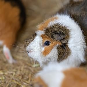 A cosy guinea pig enjoying the extra soft and delicious barley straw bedding from Extra Select. 